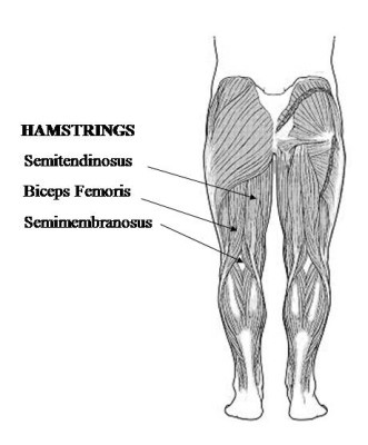 What muscles show up on an anatomy chart of a hamstring?